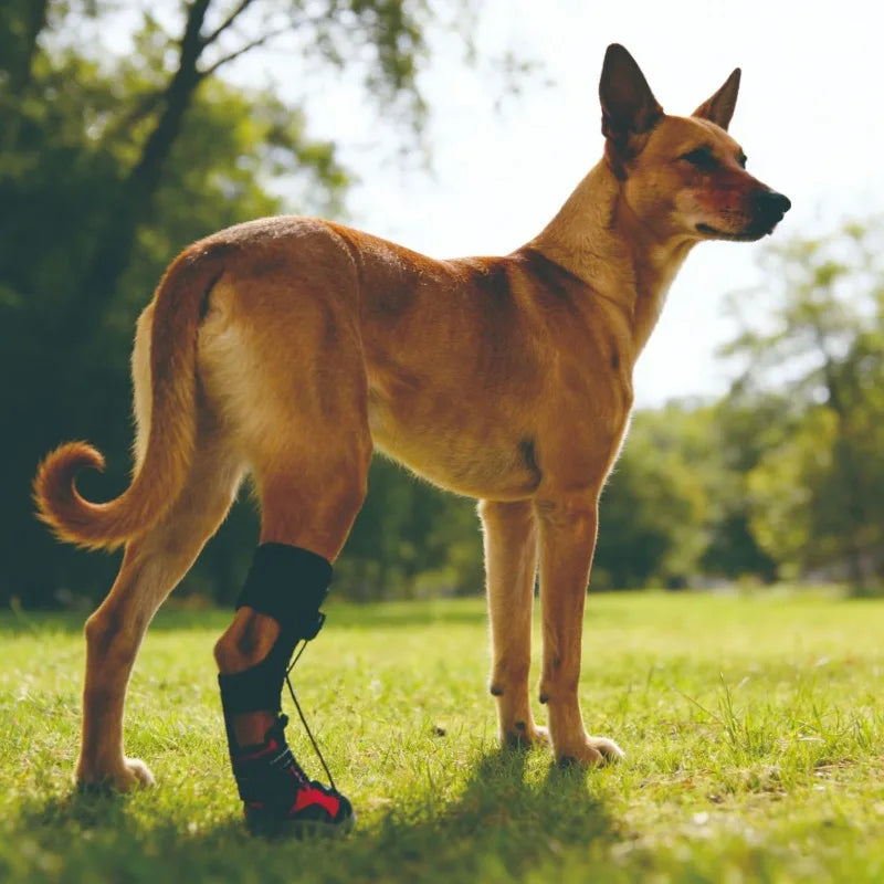 Dog Shoes Dirty Proof Anti Drop Wear Resistant Hard Sole Breathable Foot Protection Puppy Boots Injured dog joint fixation